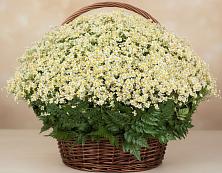 Цветочная композиция из Ромашки в корзине #REPLACE_PRED# Ленинске