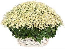Цветочная композиция из Ромашки в корзине #REPLACE_PRED# Ленинске